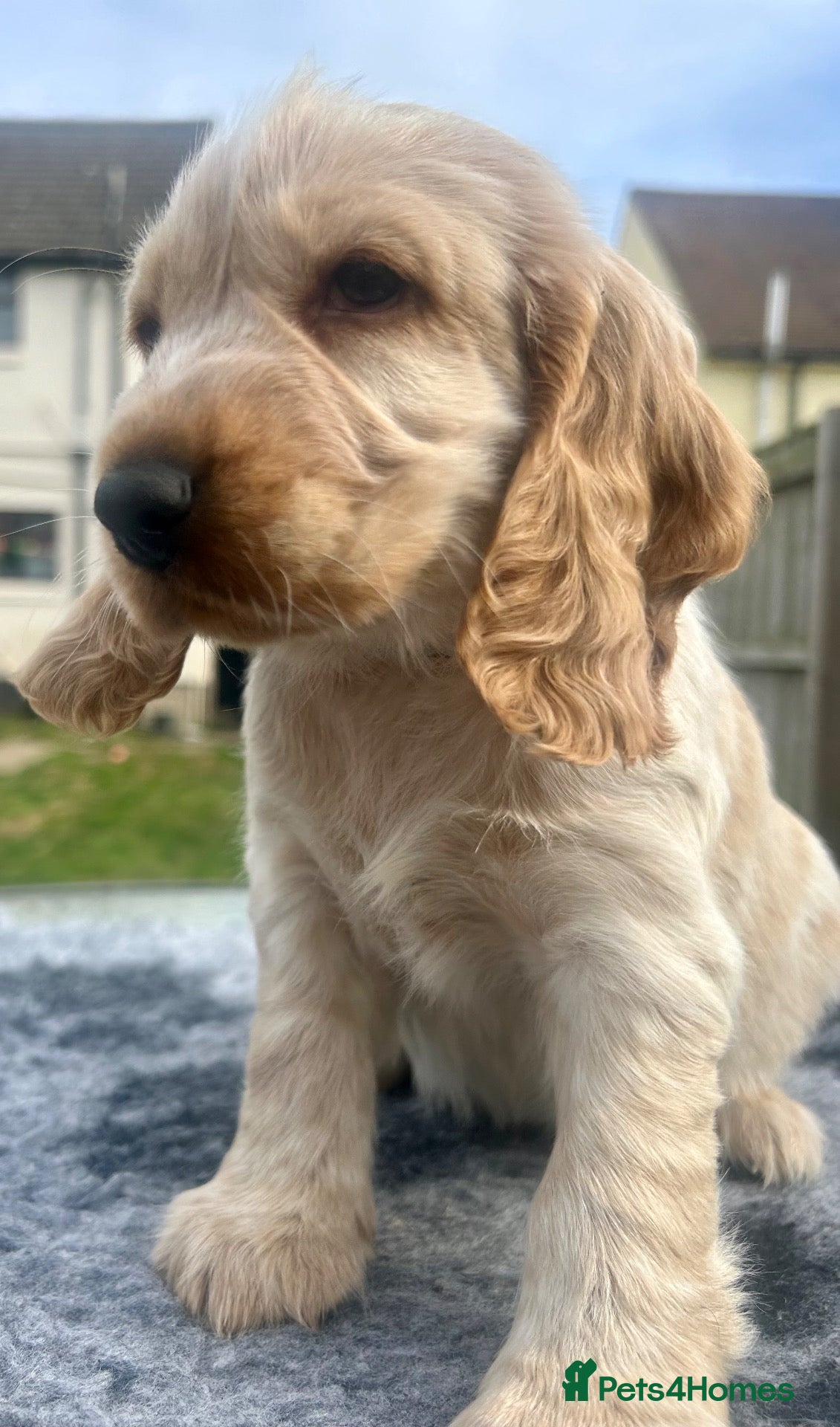 Cocker Spaniel dogs Cocker Spaniel Pups  - Advert 18