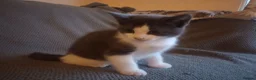 Ragdoll cats for sale: Adorable Chinchilla Persian x Ragdoll kittens - Advert 15