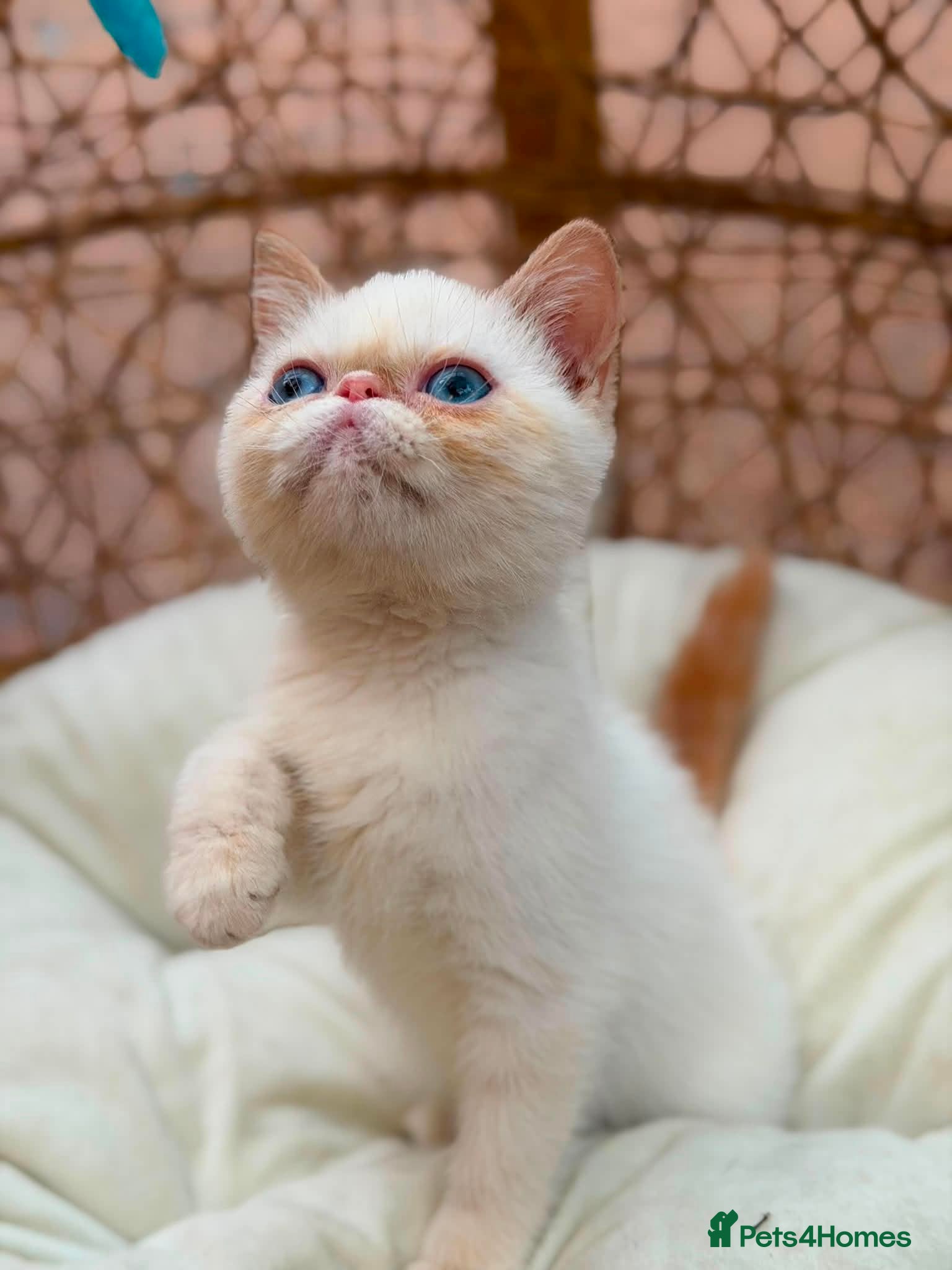 Exotic cats Stunning exotic kittens high quality m - Advert 9