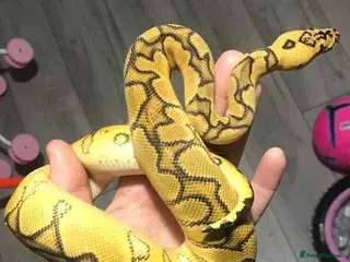 Python Snake reptiles Ball pythons / royal pythons - Advert 3