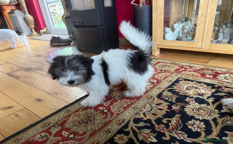 Coton De Tulear dogs - Advert 2