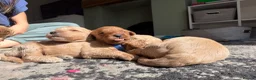 Cockapoo dogs for sale: Beautiful F1b Cockapoo puppies in Ruthin - Advert 7