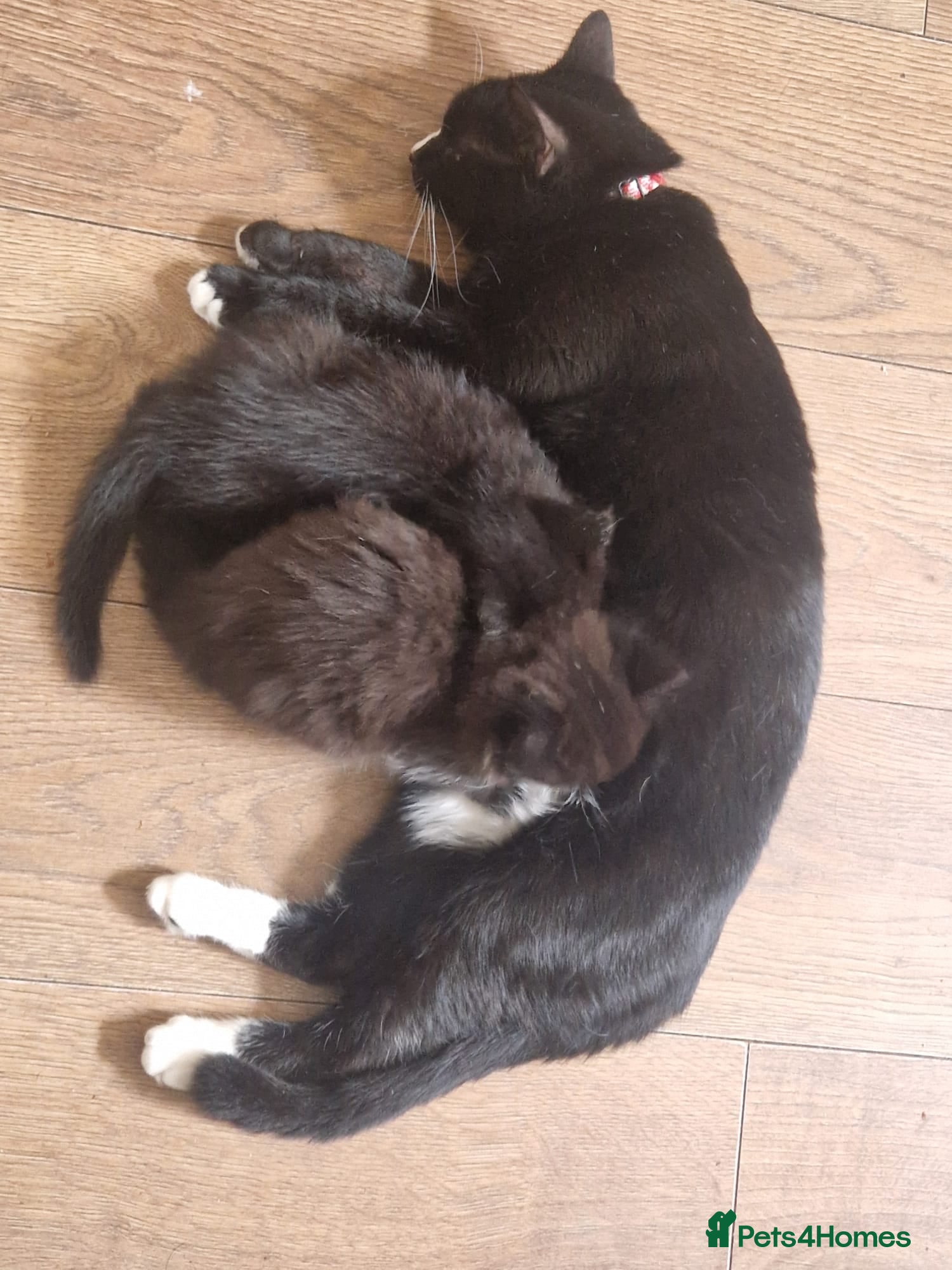 Mixed Breed cats Mix breed half ragdoll and domestic  - Advert 1