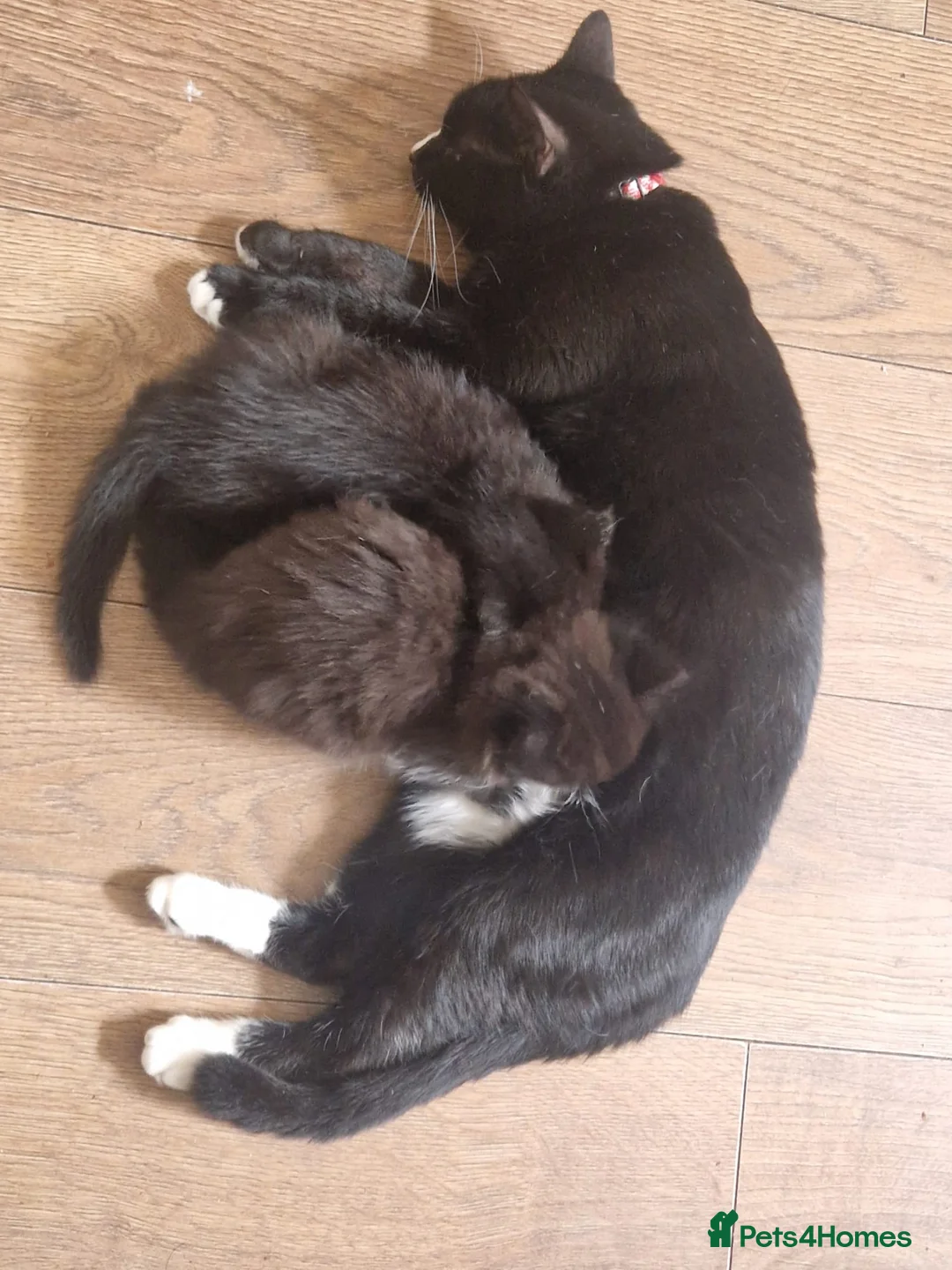 Mixed Breed cats for sale: Mix breed half ragdoll and domestic  - Advert 1