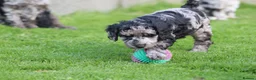 Cockapoo dogs for sale: Beautiful Cockapoo puppies for sale  - Advert 4