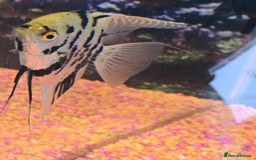 Tetras fish for sale: Diff fish for sale - Image 9