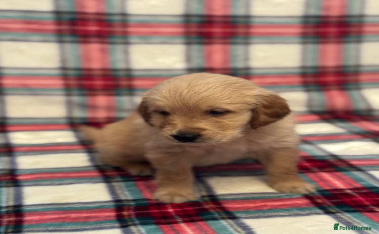 Golden Retriever dogs - Advert 1