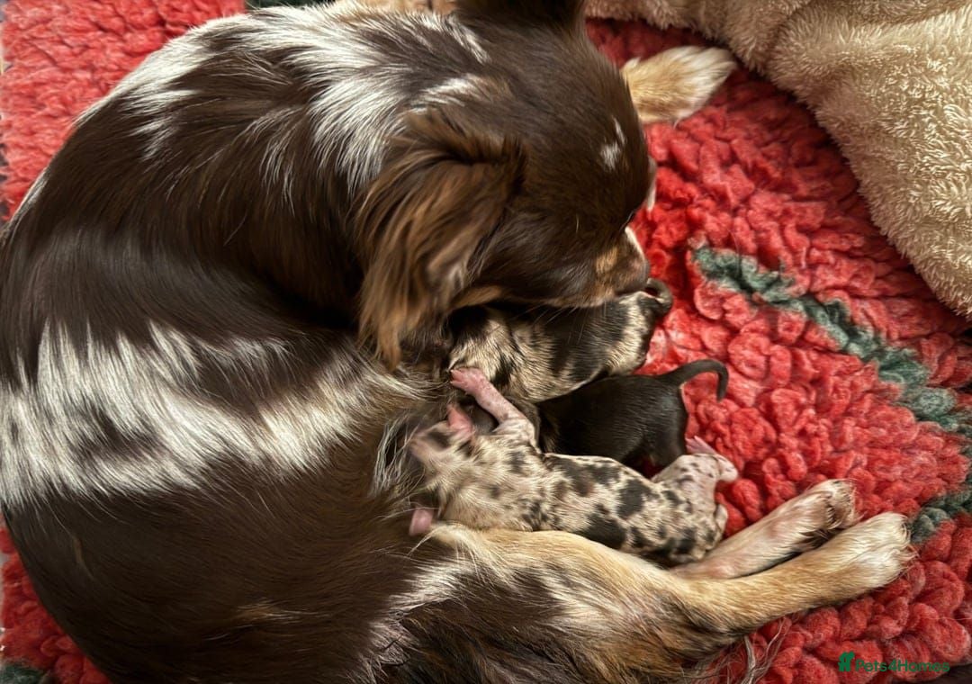 Chihuahua dogs Longhaired Chihuahua puppies seeking loving homes - Advert 1