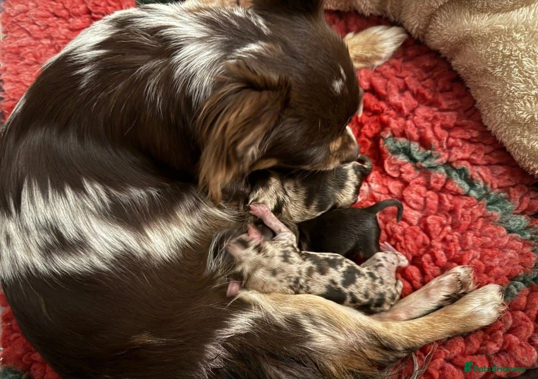 Chihuahua dogs for sale: Longhaired Chihuahua puppies seeking loving homes in Isleworth - Advert 1