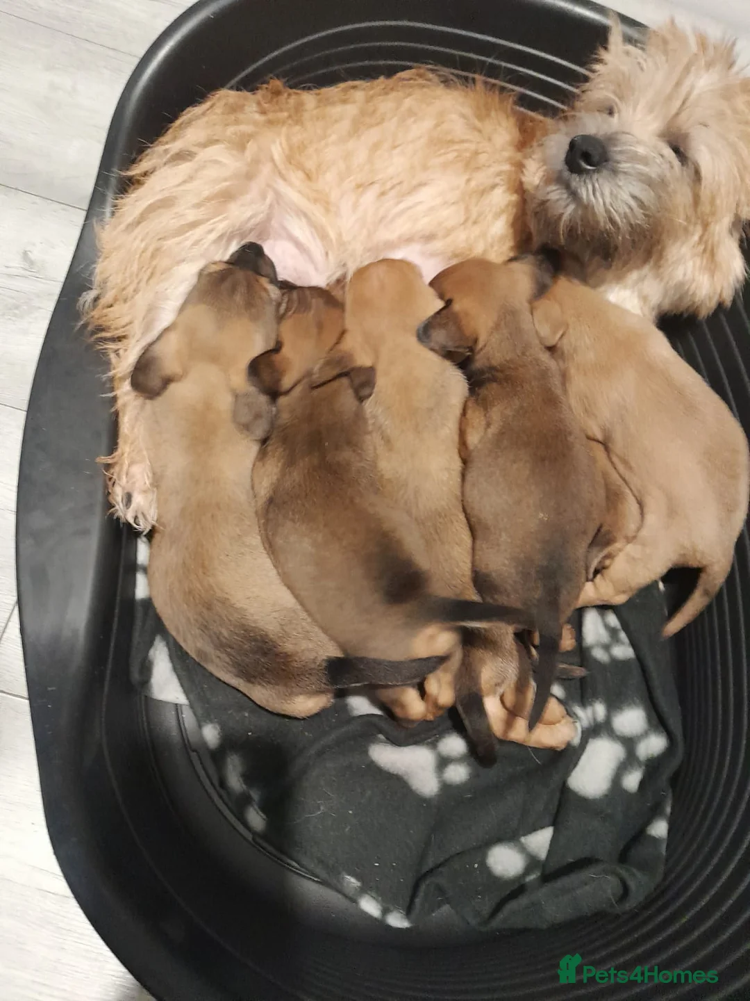 Mixed Breed dogs for sale: Cairn terriers - Advert 37