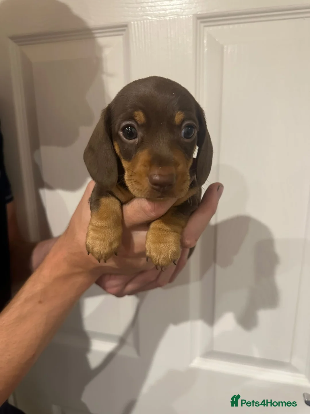 Miniature Dachshund dogs for sale: Mini dachshund pups in Larkhall - Advert 12