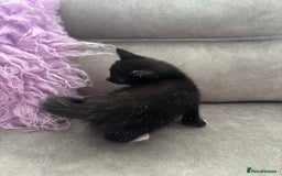 Mixed Breed cats for sale: 3 little kittens - Image 10