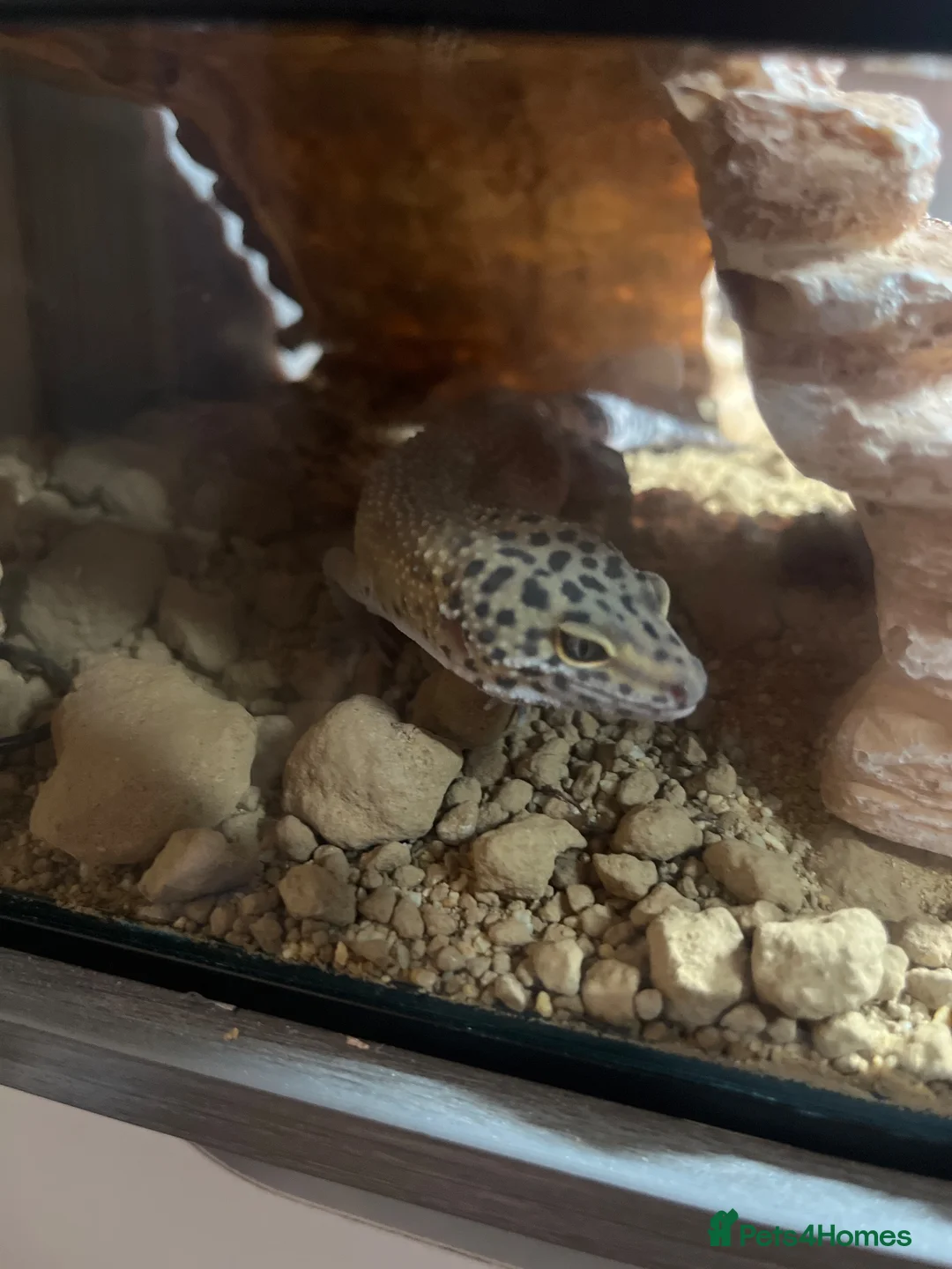 Leopard Gecko reptiles for sale: Leopard gecko  in Bournemouth - Advert 2
