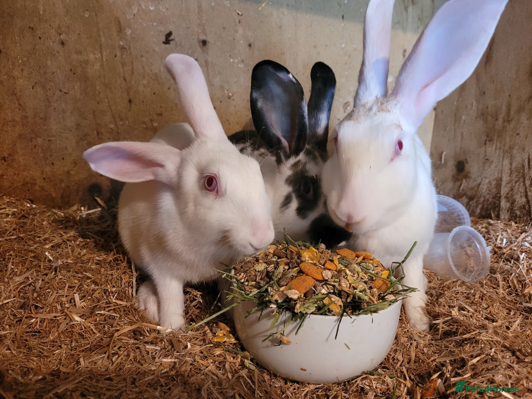 Belgian Hares rabbits for sale: 'Koda' chocolate&white butterfly Belgian Hare buck - Image 7