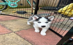 Siberian Husky dogs for sale: Husky Puppies  - Image 6