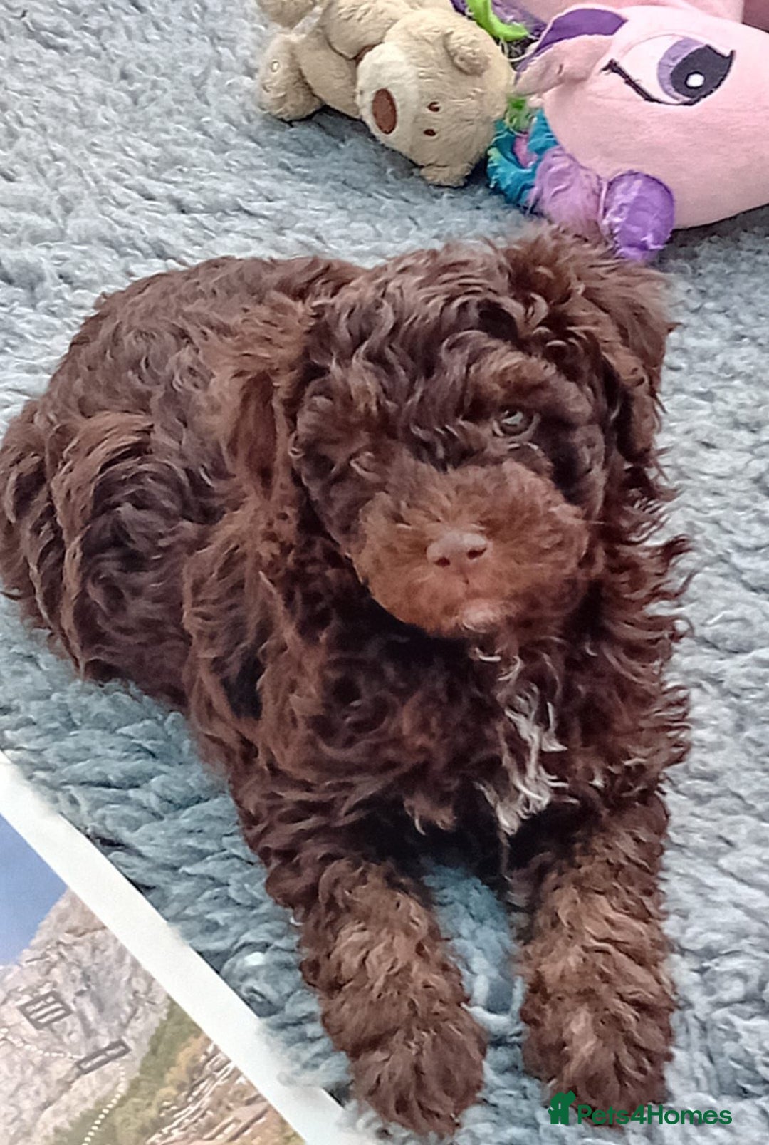 Mini Goldendoodle dogs for sale: Gorgeous Miniature Double Doodle puppies  - Advert 12
