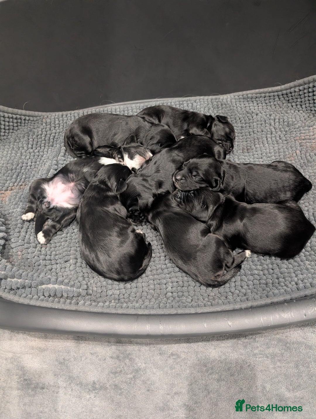 Cocker Spaniel dogs for sale: Beautiful litter of 8 cocker spaniels.   - Advert 3