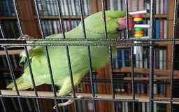 Ringnecks birds for sale: Male Indian ringneck  - Image 2