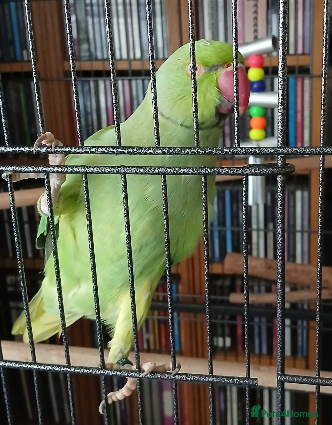 Ringnecks birds for sale: Male Indian ringneck  - Image 2