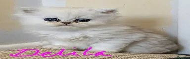 Delila