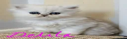 Persian cats for sale: Stunning Persian Kittens  - Advert 5