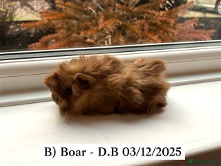 Guinea Pig rodents Long Haired Peruvian Guinea Pigs! - Advert 7