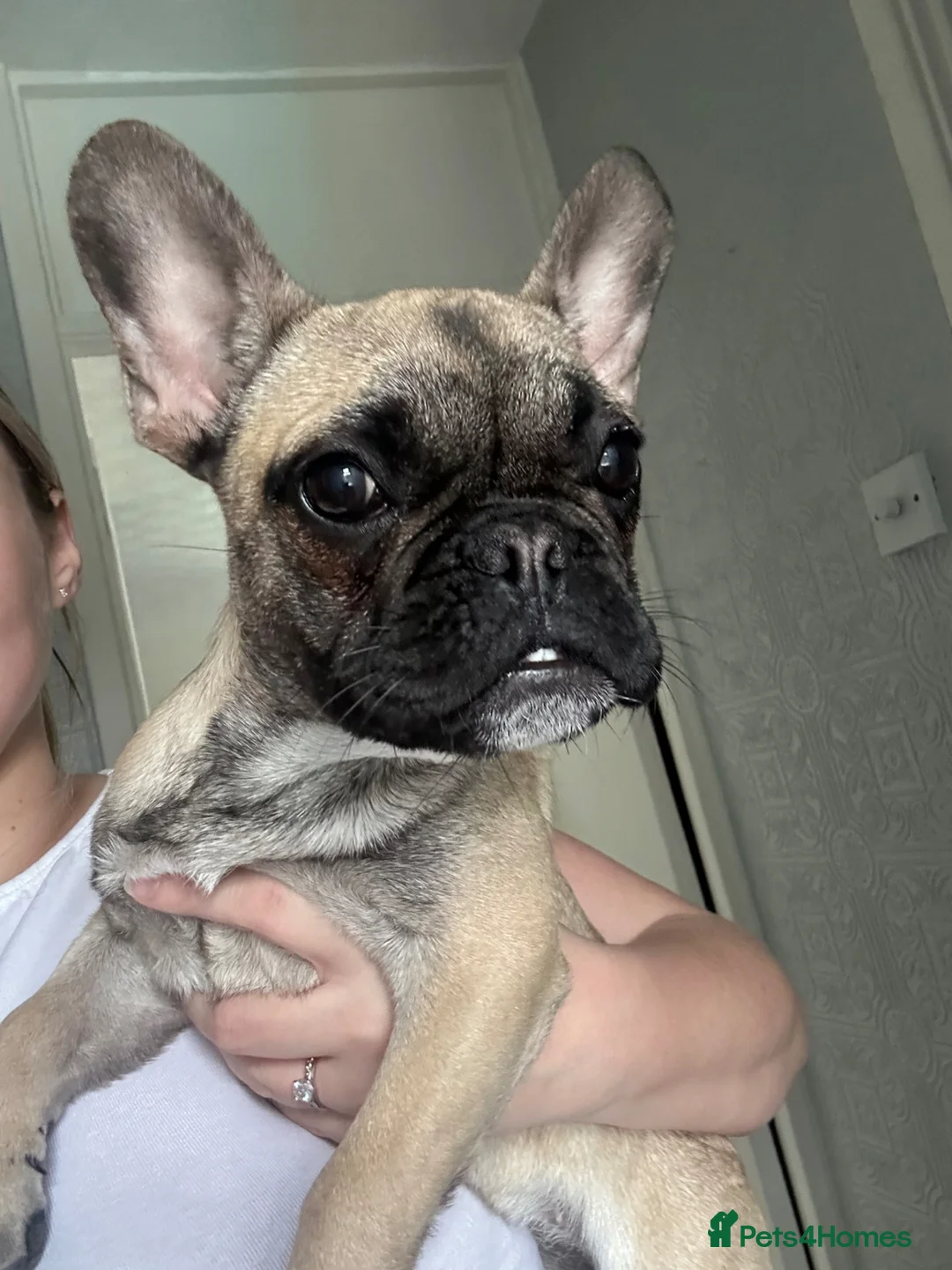 French Bulldog dogs for sale: 6 month old female French bulldog  in Walsall - Advert 1