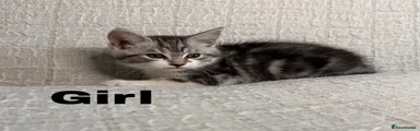 Maine Coon 2