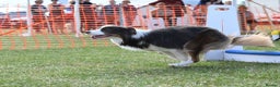 Border Collie dogs for stud: Proven Health tested Blue Tri Border Collie Stud  - Advert 9