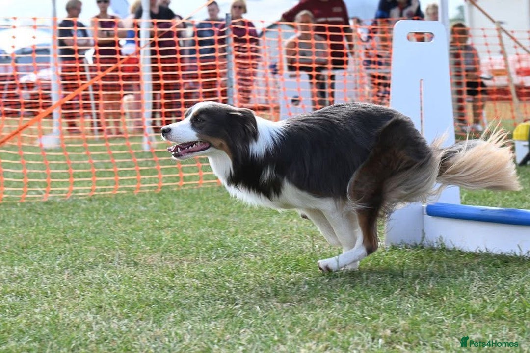 Border Collie dogs for stud: Health tested Blue Tricolour Border Collie Stud  - Image 5