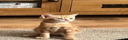 Ragdoll cats for sale: Ragdoll x tortoise shell - Advert 20
