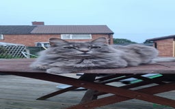 Mixed Breed cats for sale: Desperate rehome needed! - Image 1