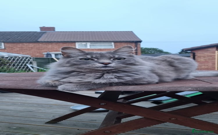 Mixed Breed cats - Advert 5