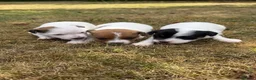 Jack Russell dogs for sale: Jack Russell puppies  - Advert 3