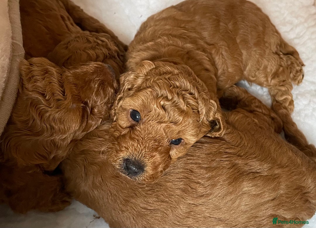 Miniature Poodle dogs for sale: 1 reserved 2 remaining ready 15th October  - Image 10