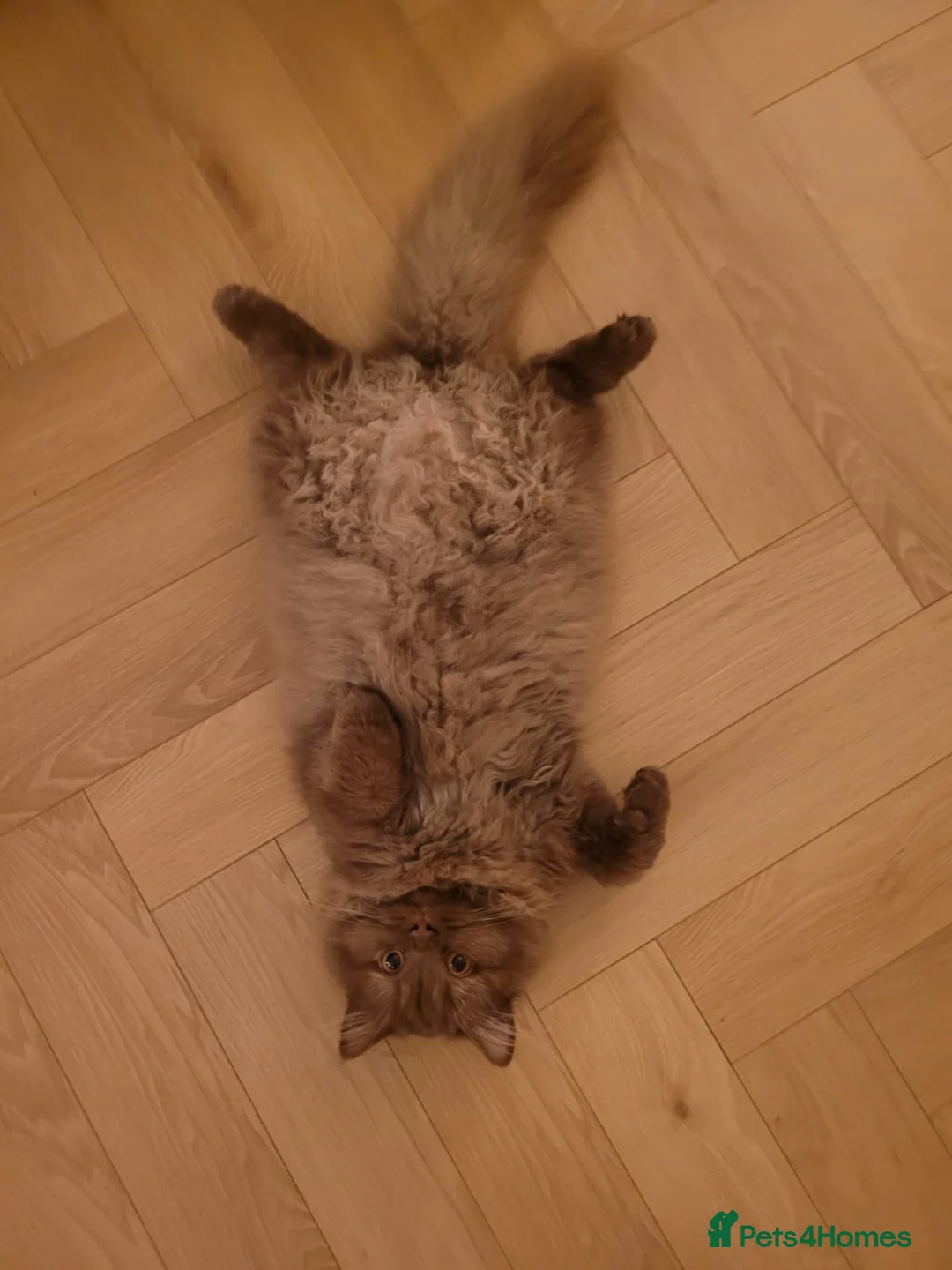 British Longhair cats for sale: Cinnamon British long hair girl 🧡 - Advert 19