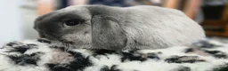Mini Lop rabbits for sale: Mini lops looking for loving homes  in Hereford - Advert 8
