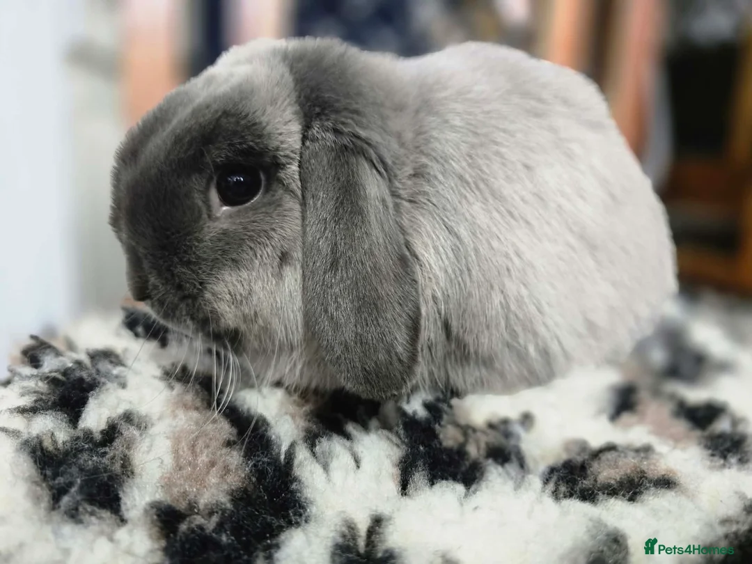 Mini Lop rabbits for sale: Mini lops looking for loving homes  in Hereford - Advert 8