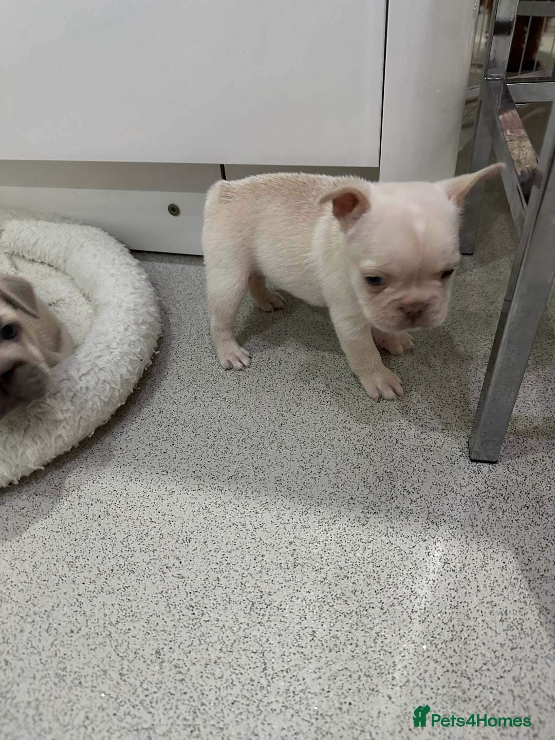 French Bulldog dogs for sale: French bulldog puppies Ready Now! - Advert 24