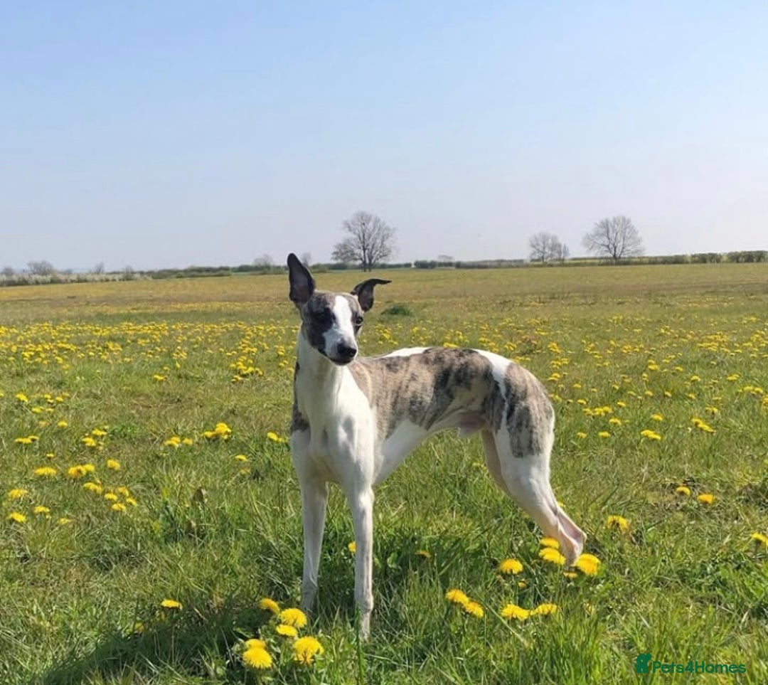 Whippet dogs for sale: Whippet  - Image 1
