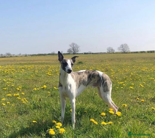 Whippet dogs - Advert 16