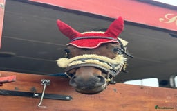 Irish Sports horses for sale: Teens horse / mother / daughter share - Image 6