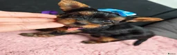Yorkshire Terrier dogs for sale: Beautiful Yorkies for sale - Advert 35