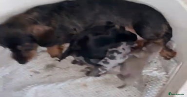 Miniature Dachshund dogs miniature dachshund puppies  - Advert 9