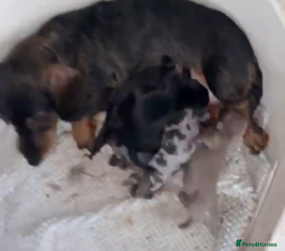 Miniature Dachshund dogs for sale: miniature dachshund puppies  - Image 8