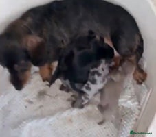 Miniature Dachshund dogs miniature dachshund puppies - Advert 7