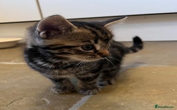 Mixed Breed cats for sale: Stunning cream tabby girl & 2 tabby boy kittens - Image 6