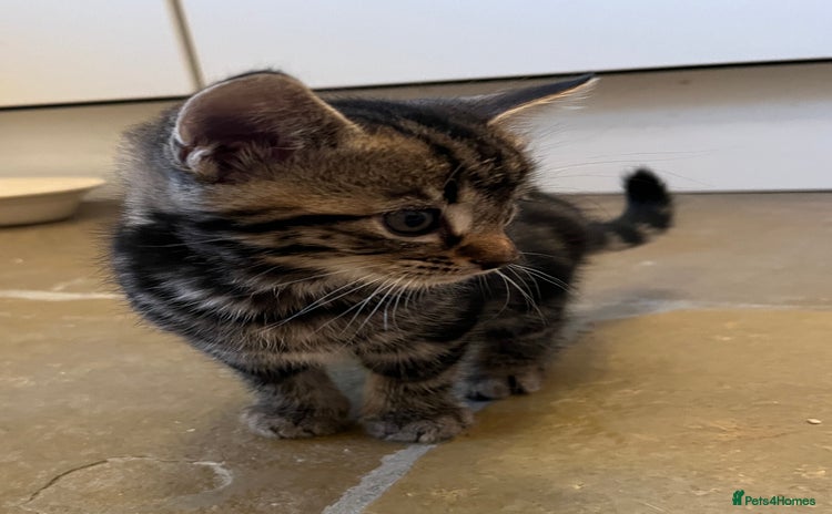 Mixed Breed cats for sale - Advert 1