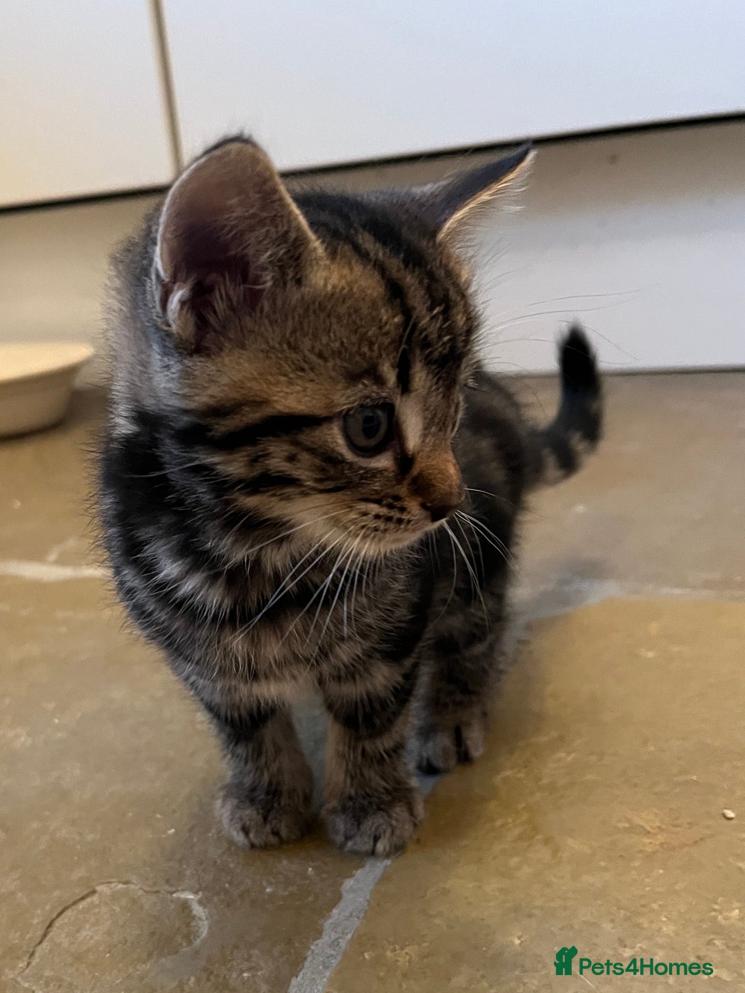 Mixed Breed cats for sale: Stunning cream tabby girl & 2 tabby boy kittens - Image 6