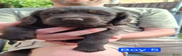 Cocker Spaniel dogs for sale: Gorgeous litter of Cocker Spaniel Puppies - Advert 10